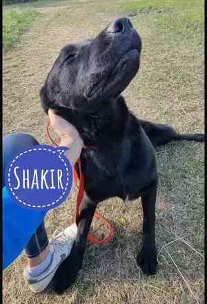 Shakir, wunderhübscher und großer Labrador Mix