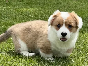 Welsh Corgi Cardigan Hündin, FCI-Stammbaum (Polen)