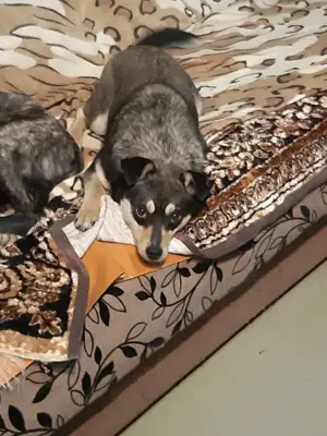 Mia   Herzenshund sucht ihre Menschen!