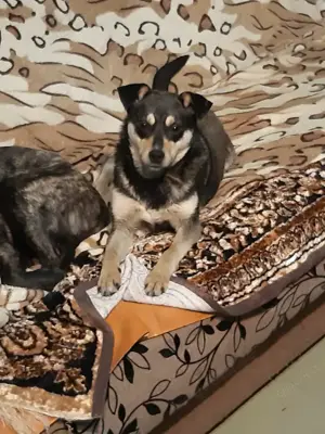 Mia   Herzenshund sucht ihre Menschen!