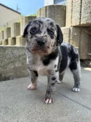 Aussiedor Welpen   Australian Shepherd x Labrador 