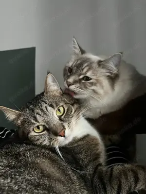 Zwei liebevolle Katzen abzugeben 
