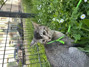 Abessinier sucht Katze 