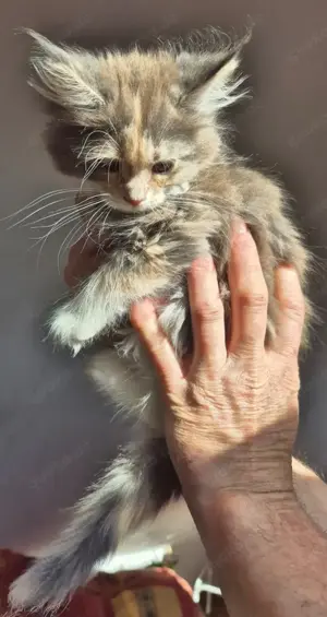 Wunderschöne Maine Coon Kätzchen