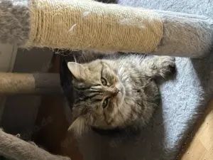 Britisch langhaar Katze zu verkaufen