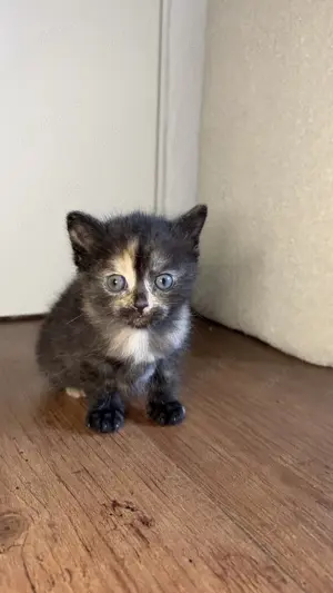 BKH - Thai Siam Kitten 