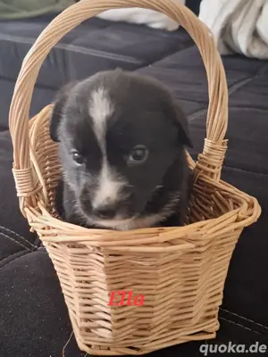 8 von 9 Ausidor (Australien Shepherd Labrador)Welpen aus liebevoller Familienaufzucht  Bild 3