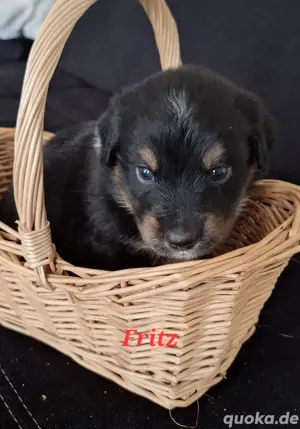 8 von 9 Ausidor (Australien Shepherd Labrador)Welpen aus liebevoller Familienaufzucht  Bild 9