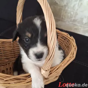 8 von 9 Ausidor (Australien Shepherd Labrador)Welpen aus liebevoller Familienaufzucht  Bild 2