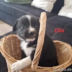 8 von 9 Ausidor (Australien Shepherd Labrador)Welpen aus liebevoller Familienaufzucht  Bild 5
