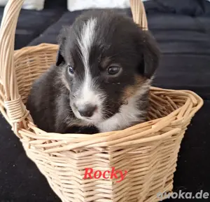 8 von 9 Ausidor (Australien Shepherd Labrador)Welpen aus liebevoller Familienaufzucht  Bild 7