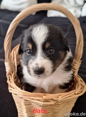 8 von 9 Ausidor (Australien Shepherd Labrador)Welpen aus liebevoller Familienaufzucht  Bild 8