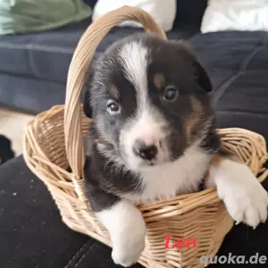 8 von 9 Ausidor (Australien Shepherd Labrador)Welpen aus liebevoller Familienaufzucht  Bild 4