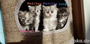 Siebirische Waldkatze-Perser Regdoll 