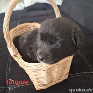 8 von 9 Ausidor (Australien Shepherd Labrador)Welpen aus liebevoller Familienaufzucht  Bild 6