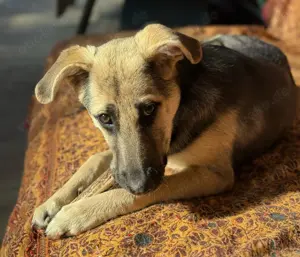 CHARLOTTE - Herzenshündin sucht dringend einen Gnadenplatz