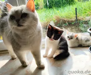 BKH Mix Kitten Bild 3