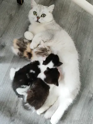 BKH Mix Kitten Bild 4