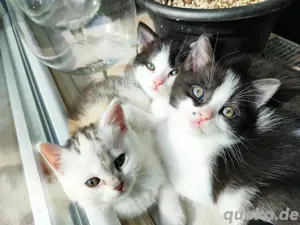 BKH Kitten Mix