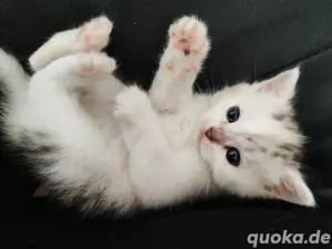 BKH Mix Kitten Bild 7