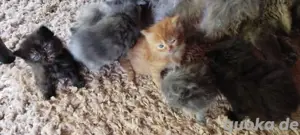 zuckersüße Perserkitten mit Nase 