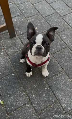 Reinrassige Boston Terrier Welpe - Hündin
