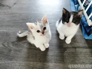 BKH Mix Kitten Bild 2