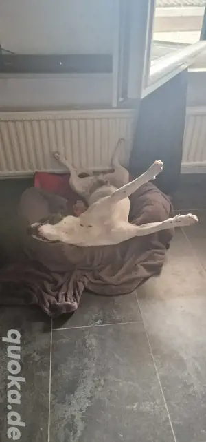 Kuschelbär sucht Einzelplatz Bild 3