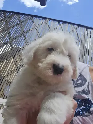 Old English Sheepdog Bobtail 