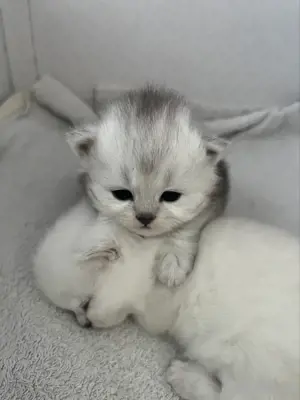Wundeschöne Kitten Bild 2