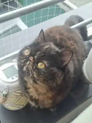 Exotic shorthair Katzen 