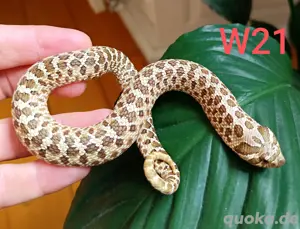Heterodon  Lemon Ghost, Hypo Hakennasennatter 