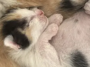 Kleine Katzen und Kitten 
