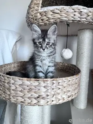 Maine coon Kitten mit Stammbaum