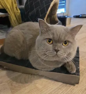 Hübscher BKH Deckkater bietet seine Dienste an