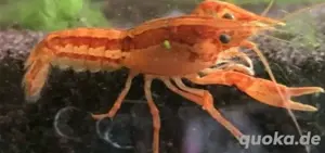 CPO   Orange Zwergflusskrebse (Cambarellus Patzcuarensis)