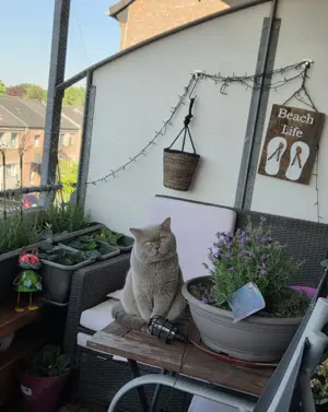Wunderschöner bkh Kater