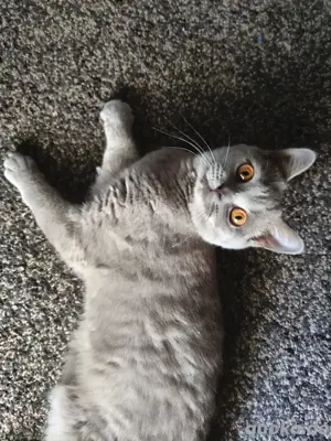 Reinrassige Lilac BKH 6 monate Kitten sucht noch immer dringend ein Zuhause 