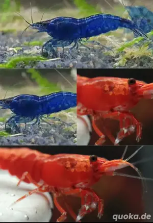 ganelen mix Red & Blue 