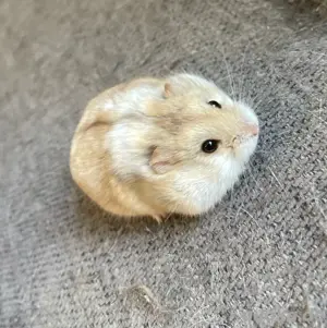 Campbell Zwerghamster Hobbyzucht Weibchen