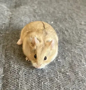 Campbell Zwerghamster Hobbyzucht Jungtiere Männchen