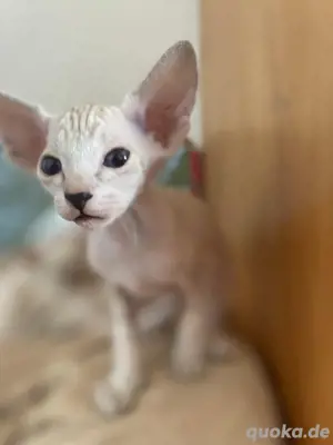 Reinrassige Peterbald, Siam, OKH-kurzhaar Kätzchen. Bild 6