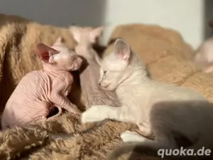 Reinrassige Peterbald, Siam, OKH-kurzhaar Kätzchen. Bild 3