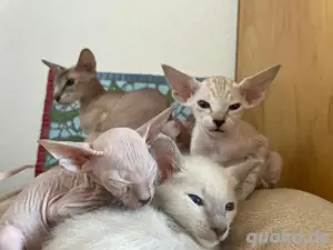 Reinrassige Peterbald, Siam, OKH-kurzhaar Kätzchen. Bild 2