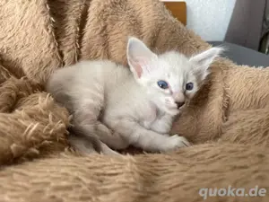 Reinrassige Peterbald, Siam, OKH-kurzhaar Kätzchen. Bild 4