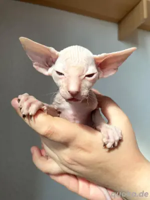Reinrassige Peterbald, Siam, OKH-kurzhaar Kätzchen.