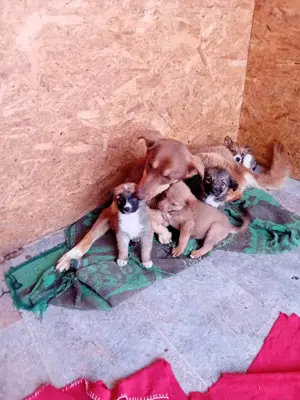 kleine Tessa wohnt mit Mama und Geschwistern jetzt im Tierheim  Bild 6