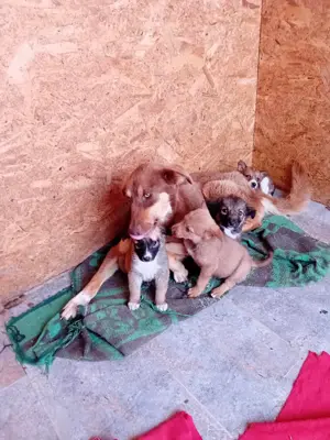 kleine Tessa wohnt mit Mama und Geschwistern jetzt im Tierheim  Bild 2
