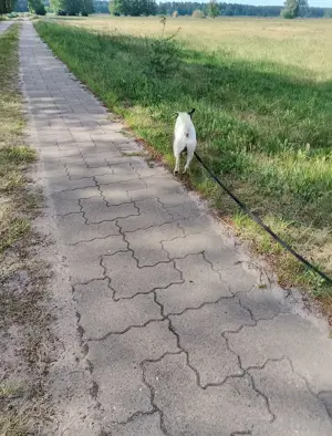 Parson Rassell Terrier zu verkaufen.