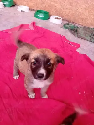 kleine Tessa wohnt mit Mama und Geschwistern jetzt im Tierheim  Bild 5